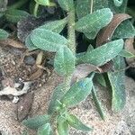 Echium parviflorum Hoja