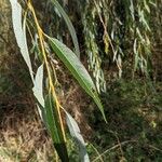 Salix babylonica Leaf