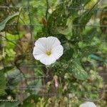 Convolvulus arvensisFlower