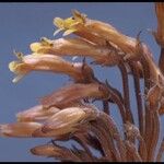 Orobanche fasciculata Flower