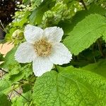 Rubus parviflorus പുഷ്പം