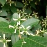 Euonymus europaeus Цветок