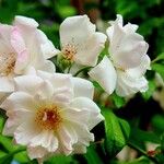 Rosa moschata പുഷ്പം