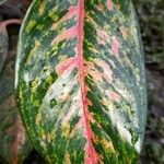 Aglaonema commutatumFolla