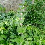 Lippia alba Цвят