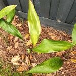 Aspidistra elatiorYaprak