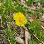 Tussilago farfaraCvet