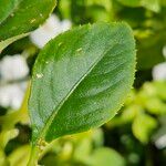 Impatiens walleriana Leaf