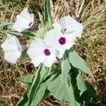 Astripomoea hyoscyamoides Floare