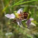 Ophrys apiferaBlodyn