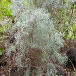 Artemisia filifolia Листок