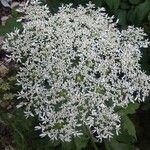 Heracleum sphondyliumFlors