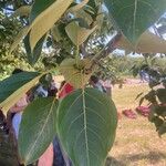 Populus balsamiferaFolha