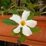 Mandevilla laxaFlor