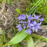Tractema verna Fula