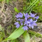 Scilla verna Floare