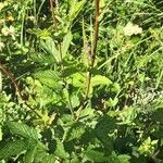 Filipendula ulmaria Leaf