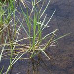 Panicum repens Staniste