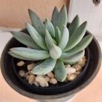 Dudleya densiflora Φύλλο