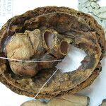 Tontelea attenuata autre
