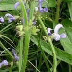 Salvia pratensis خشب