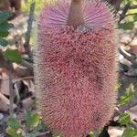 Banksia praemorsa Λουλούδι