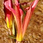 Alstroemeria marticorenae