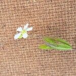 Moehringia lateriflora Flower