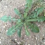 Crepis bursifolia Habit