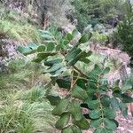 Ceratonia siliqua Leaf