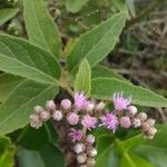 Cyrtocymura scorpioides Flower