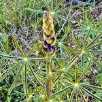 Lupinus angustifolius Libunga