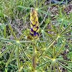 Lupinus angustifolius عادت