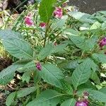 Impatiens glandulifera 整株植物