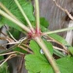 Geranium rotundifolium Ŝelo