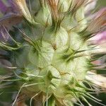 Trifolium vesiculosum Vrucht