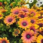Dimorphotheca sinuata 花