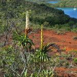 Dracophyllum verticillatum ᱛᱟᱦᱮᱸ