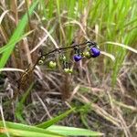 Dianella sandwicensis Φρούτο