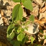 Acalypha alopecuroidea Leaf