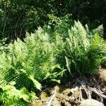 Dryopteris oreades Habit