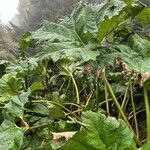 Gunnera tinctoriaFolha