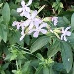 Saponaria officinalis Blomma