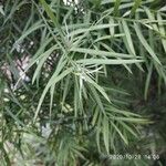 Cunninghamia lanceolata Лист