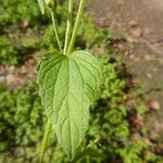 Galinsoga parviflora Blatt