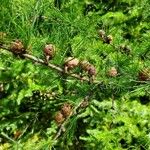 Larix laricina Fruit