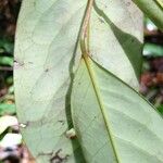 Xylopia rubescens Leaf