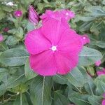 Catharanthus roseusКвітка