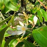 Medinilla crassifolia Цветок