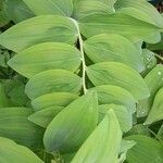 Polygonatum multiflorum برگ